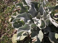 iara Scorciavacca-20110306 043